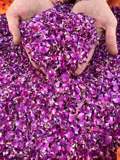 خرید عمده پر گل محمدی صادراتی با شرکت فولاد گل